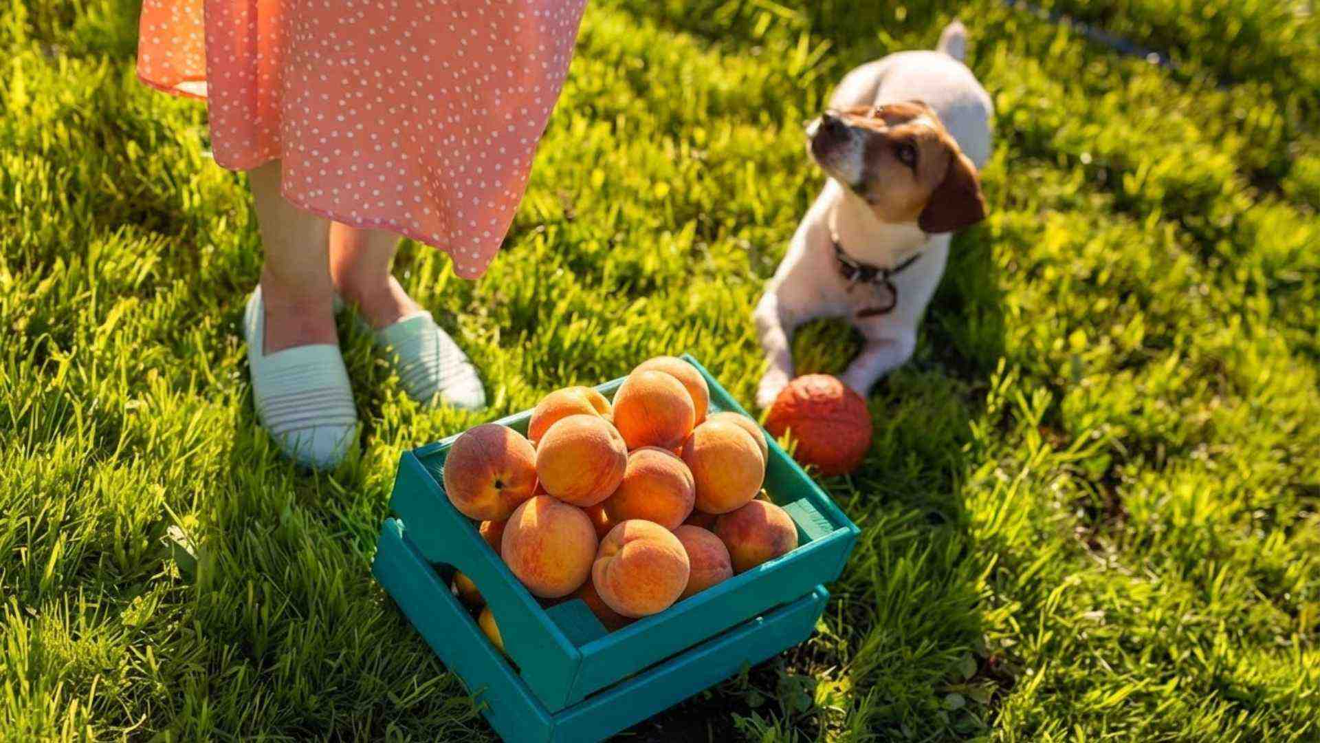 melocotón para perros sin hueso